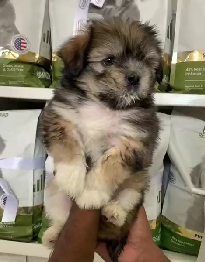 Order Female Lhasa Apso Puppy from Hyderabad